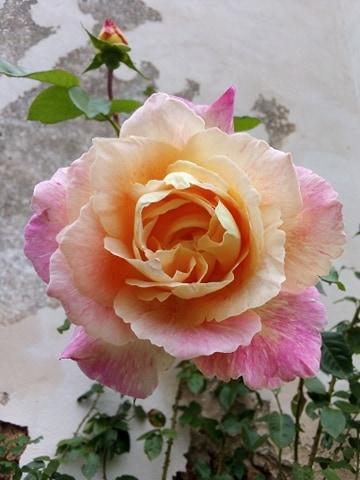 rose orange rose